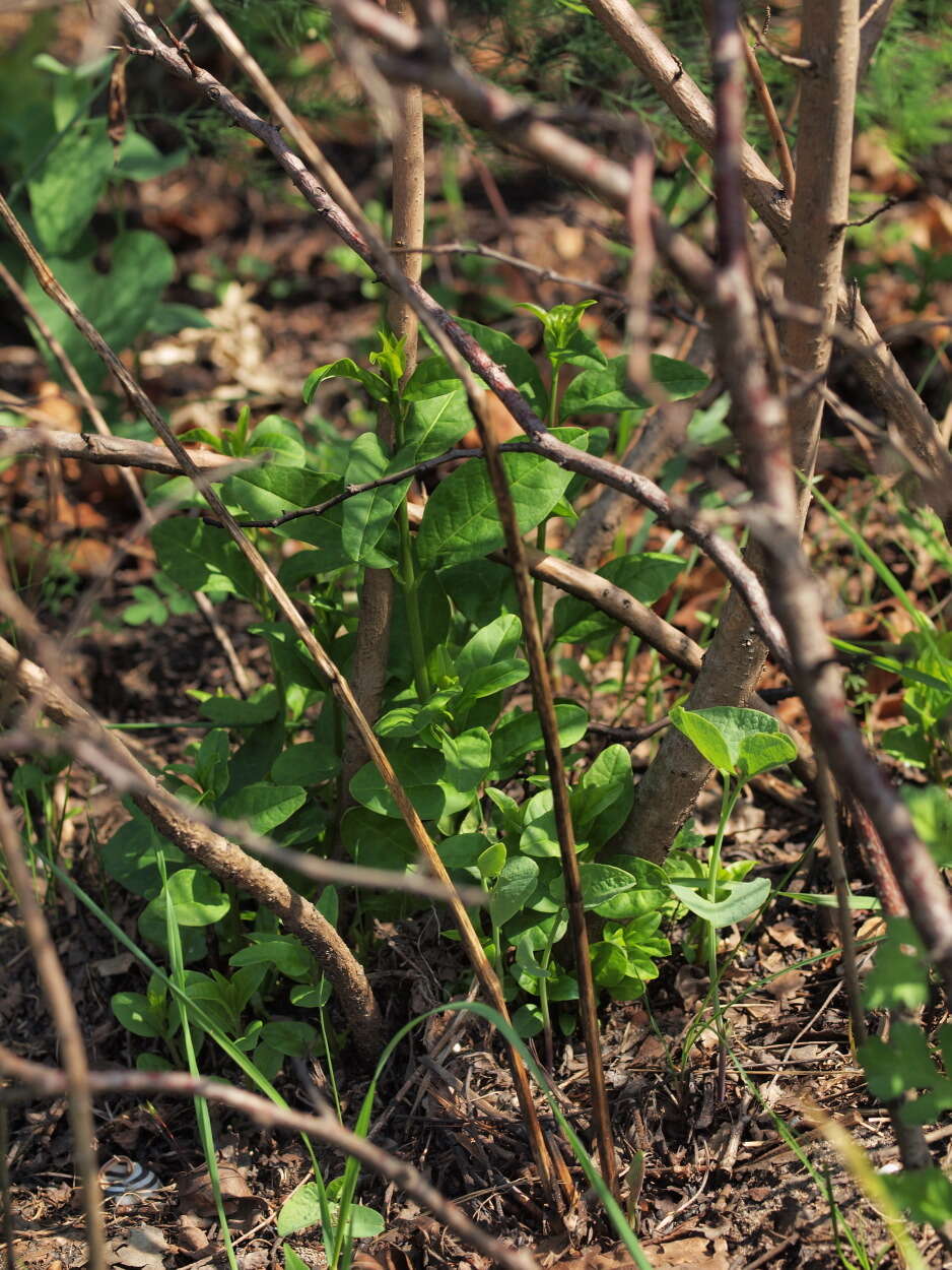 Plancia ëd Ligustrum