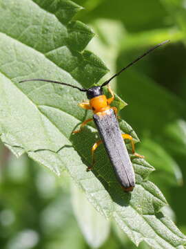 Image of Twin spot longhorn beetle