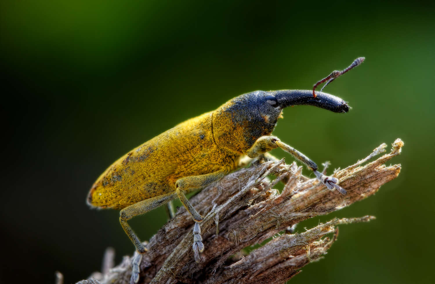 Image of Lixus angustatus Dahl