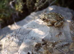 Image of midwife toads