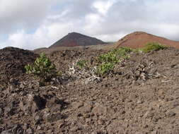 Image of Opuntia humifusa var. humifusa