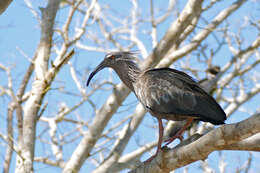 Image of Plumbeous Ibis