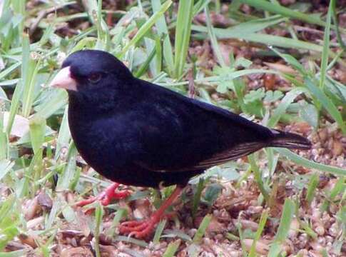 Image of Dusky Indigobird