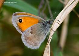 Image of small heath