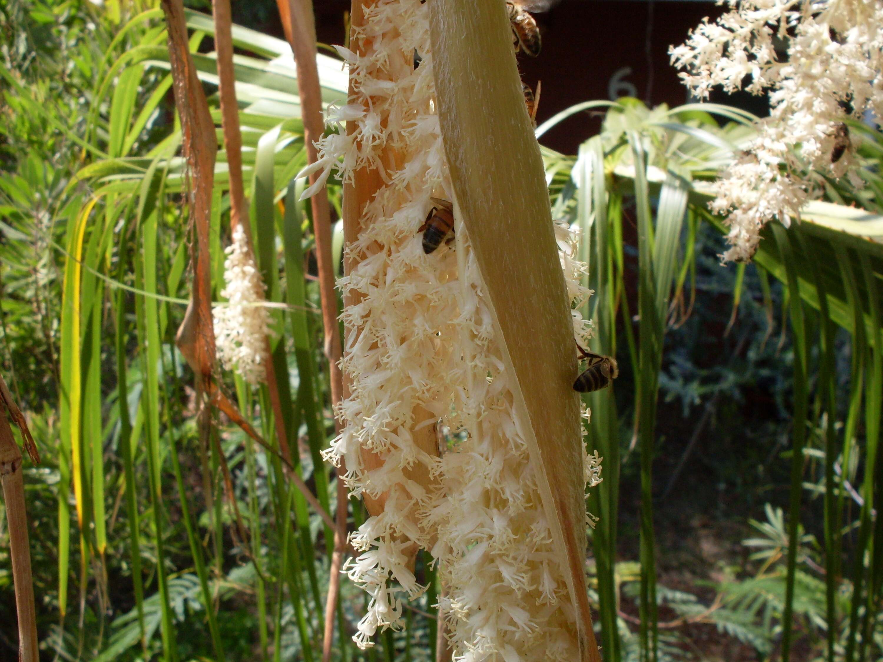 Image of fan palm