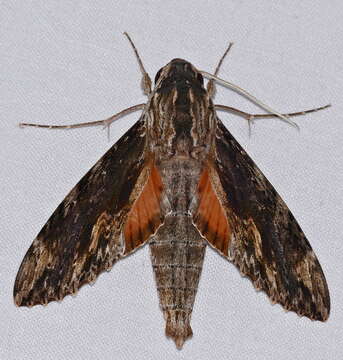 Image of Cramer's Sphinx Moth