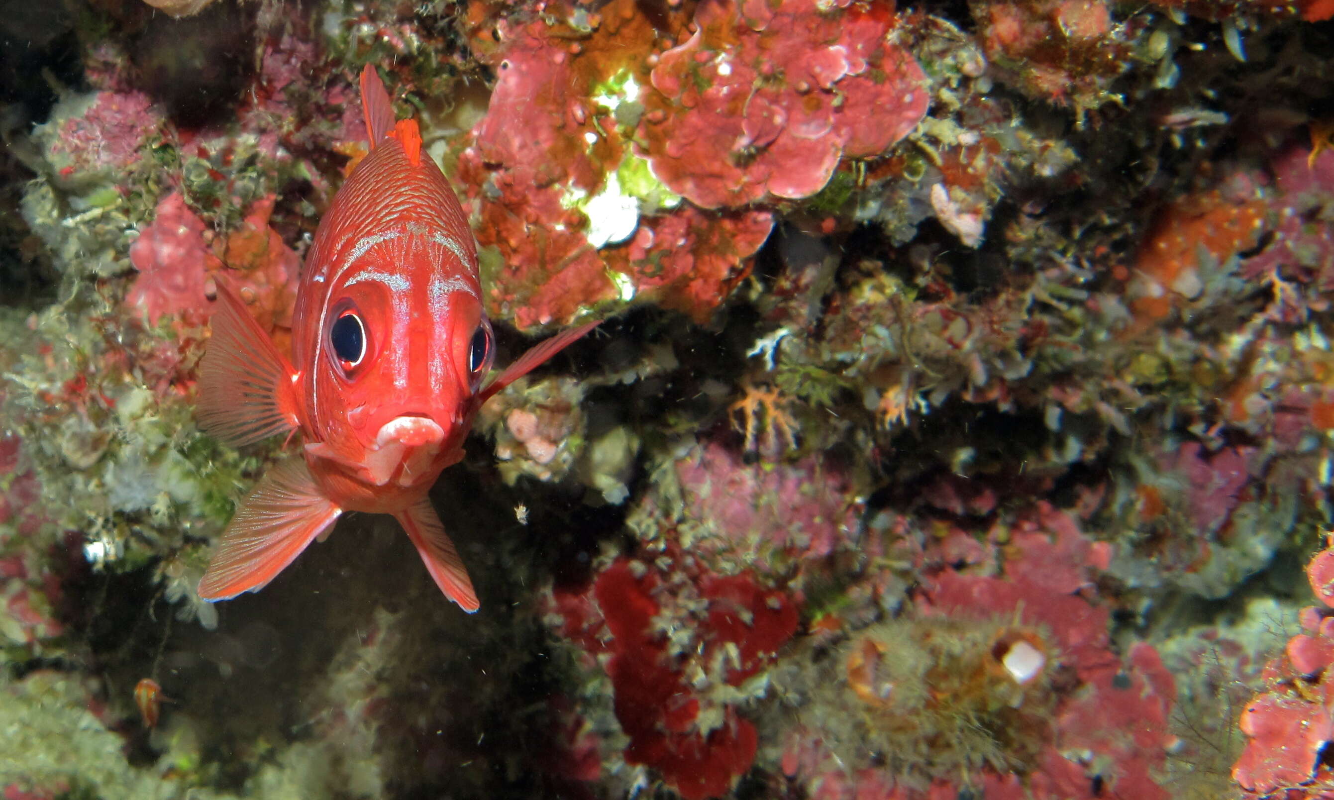 Слика од Sargocentron caudimaculatum (Rüppell 1838)