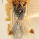 Image of 'Decatoma fasciata'