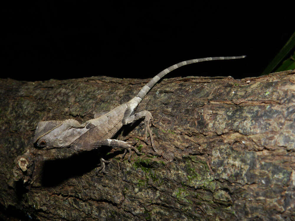 Image of helmet lizards