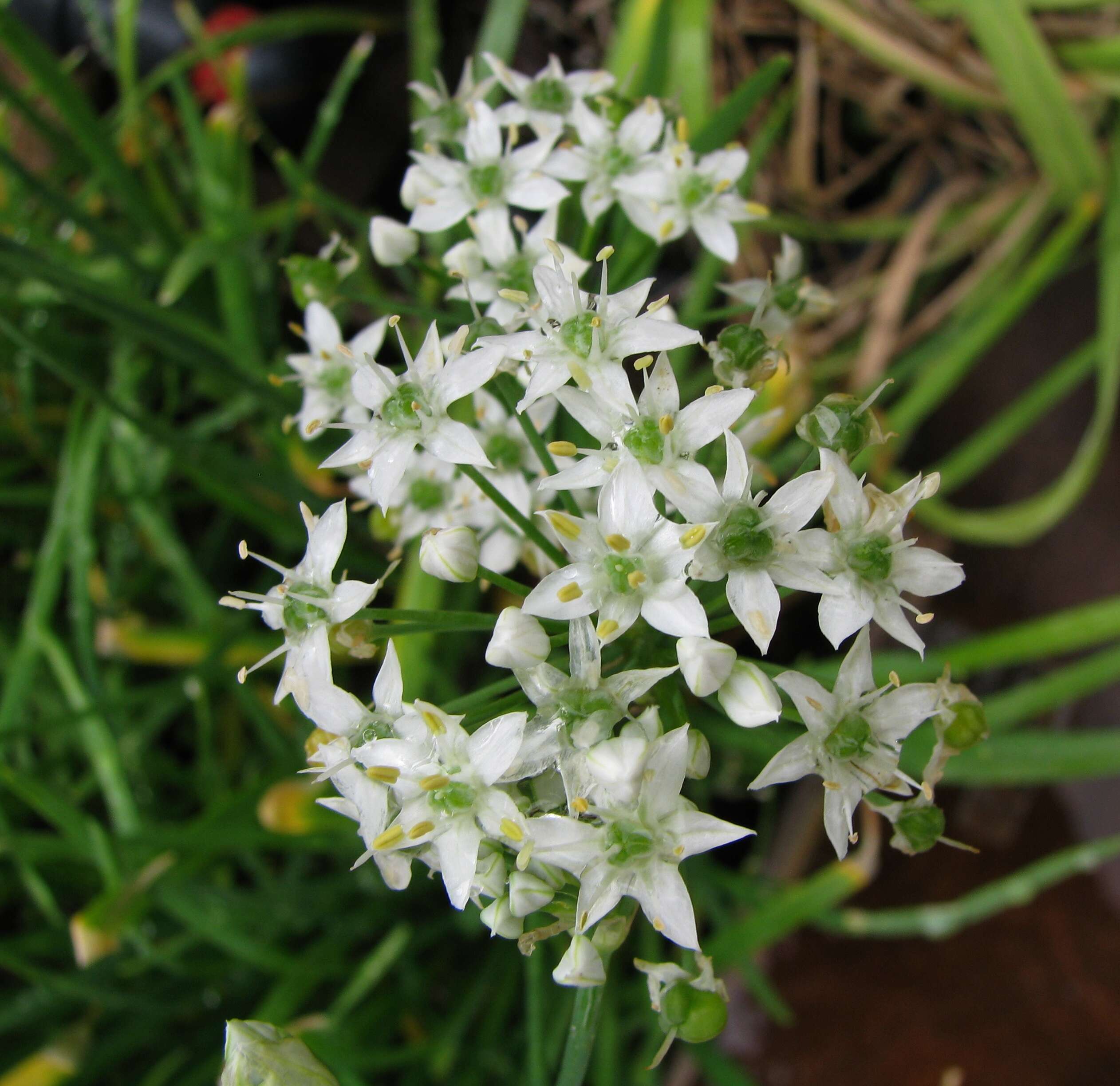 Image of Chinese chives