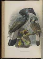 Image of Anorrhinus Reichenbach 1849