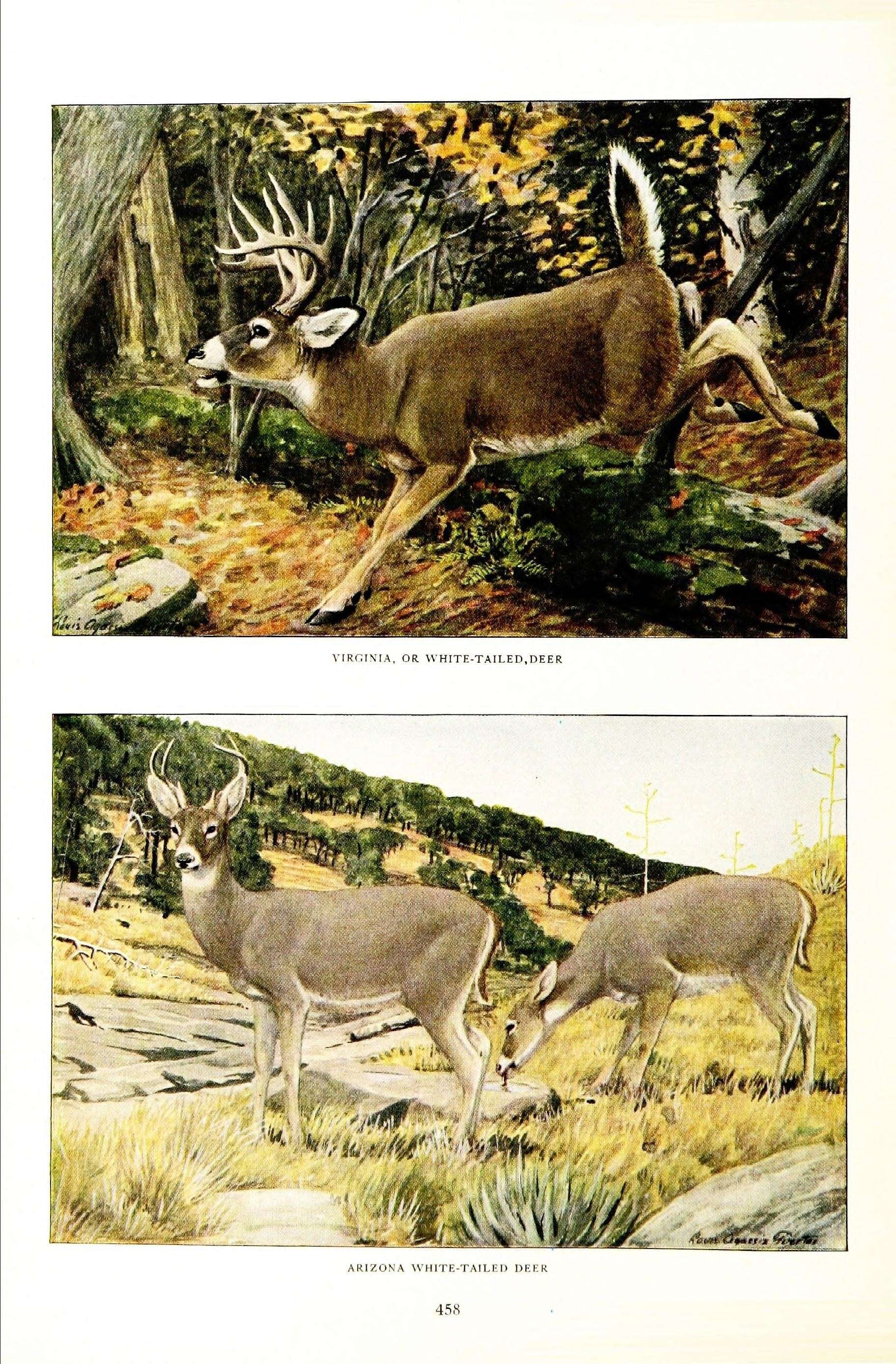 Image of mule deer and white-tailed deer