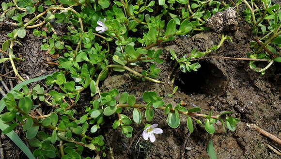 Image of Water Hyssop