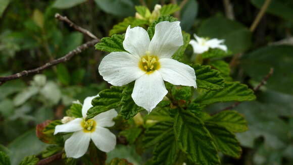 Turnera calyptrocarpa Urb.的圖片