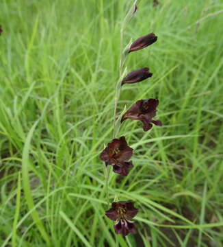 Image of Gladiolus atropurpureus Baker