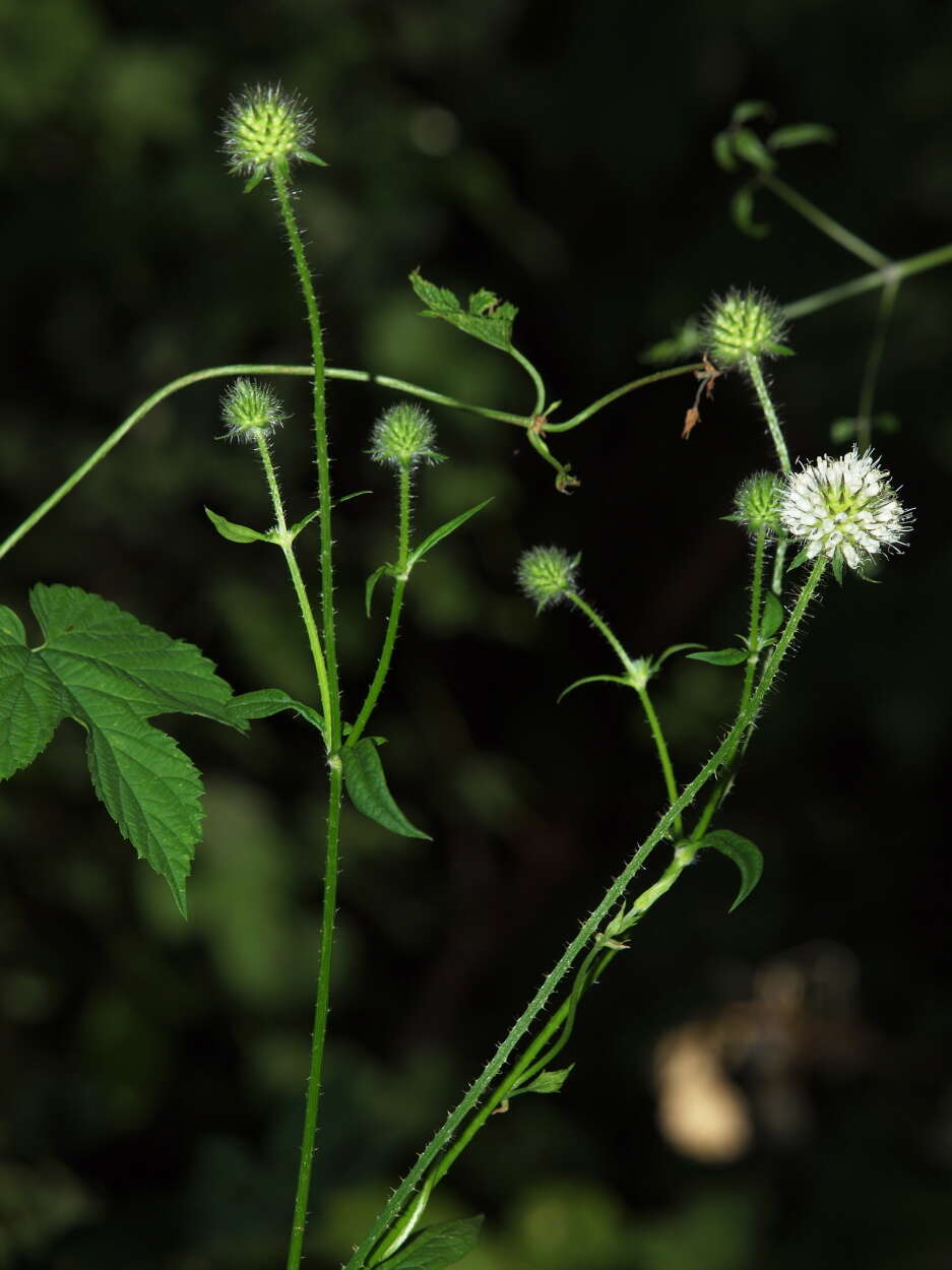 Image of teasel