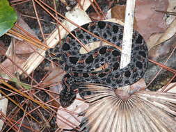 Image of pigmy rattlesnake