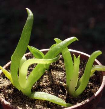 Image of Glottiphyllum depressum (Haw.) N. E. Br.