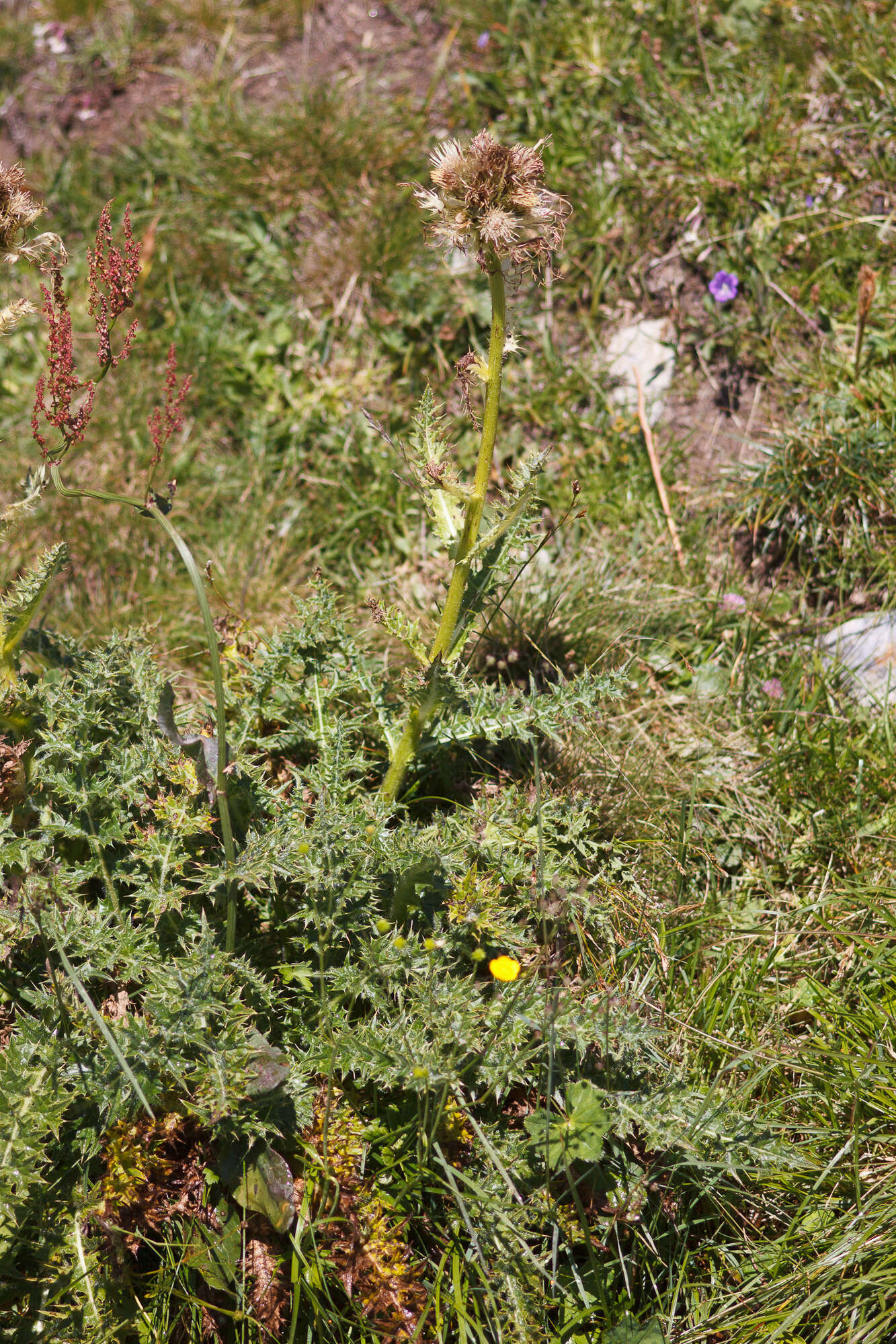 Image of Cirsium spinosissimum (L.) Scop.