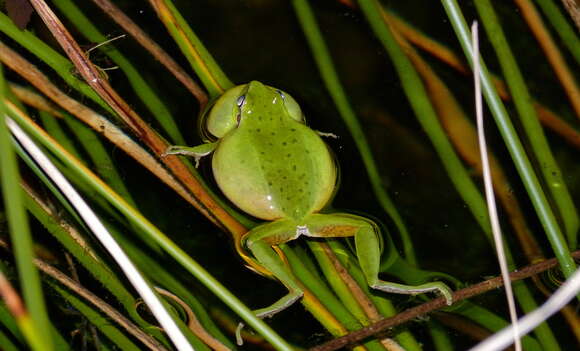 Image of Hyla Laurenti 1768