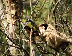 Image of White-ringed Flycatcher