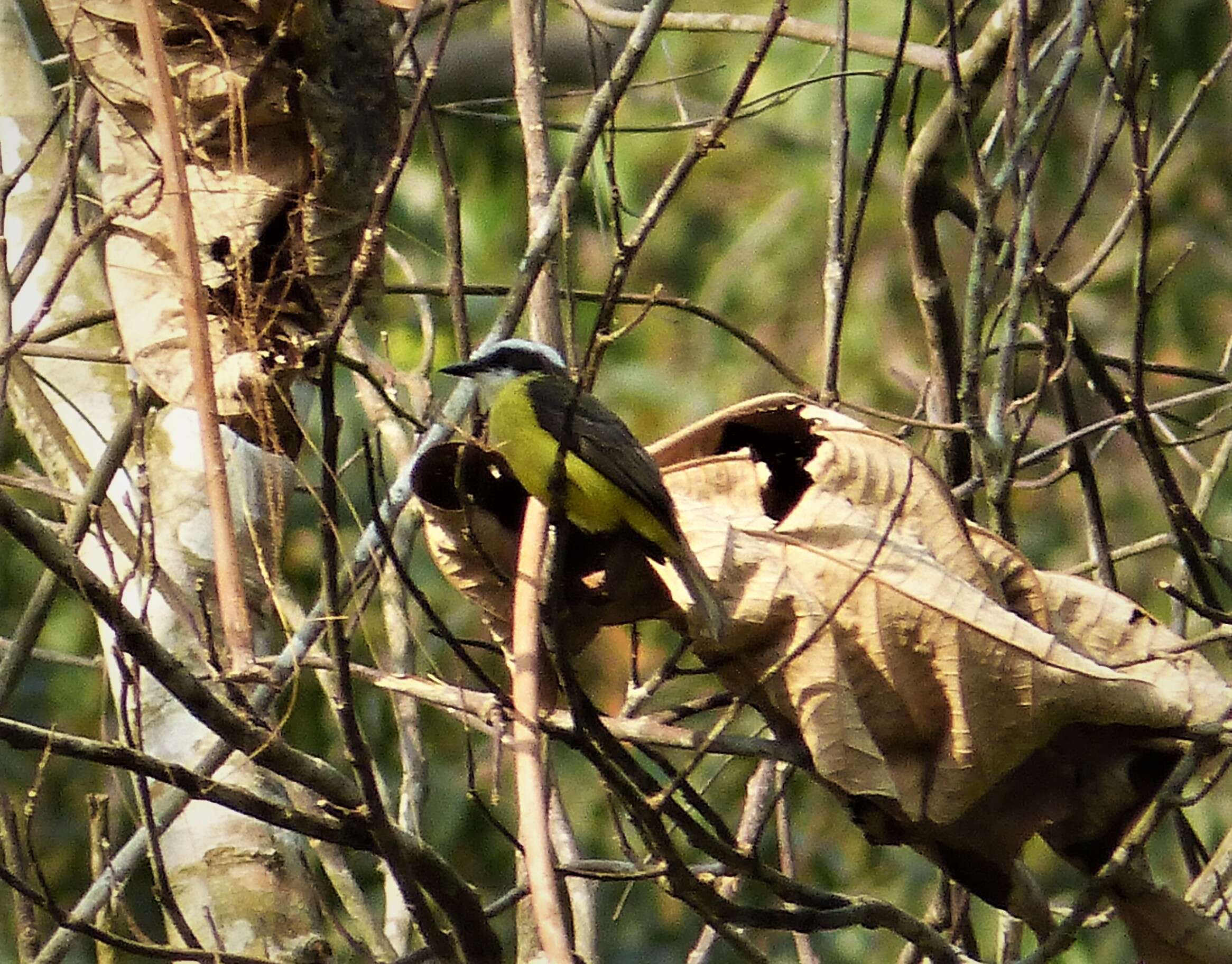 Image of Conopias Cabanis & Heine 1860