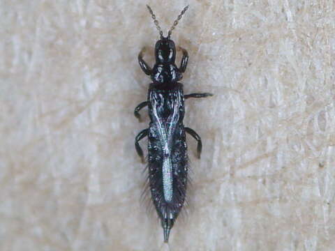 Haplothrips (Haplothrips) aculeatus (Fabricius 1803) resmi