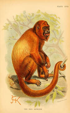 Image of Howler Monkeys