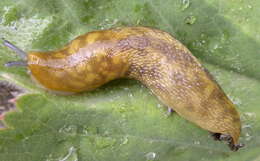 Image of Stylommatophora