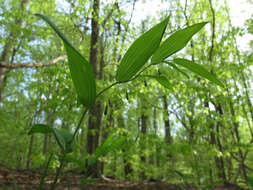 Polygonatum pubescens (Willd.) Pursh resmi