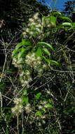 Image of Clematis brasiliana DC.