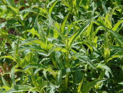 Image of wild bergamot