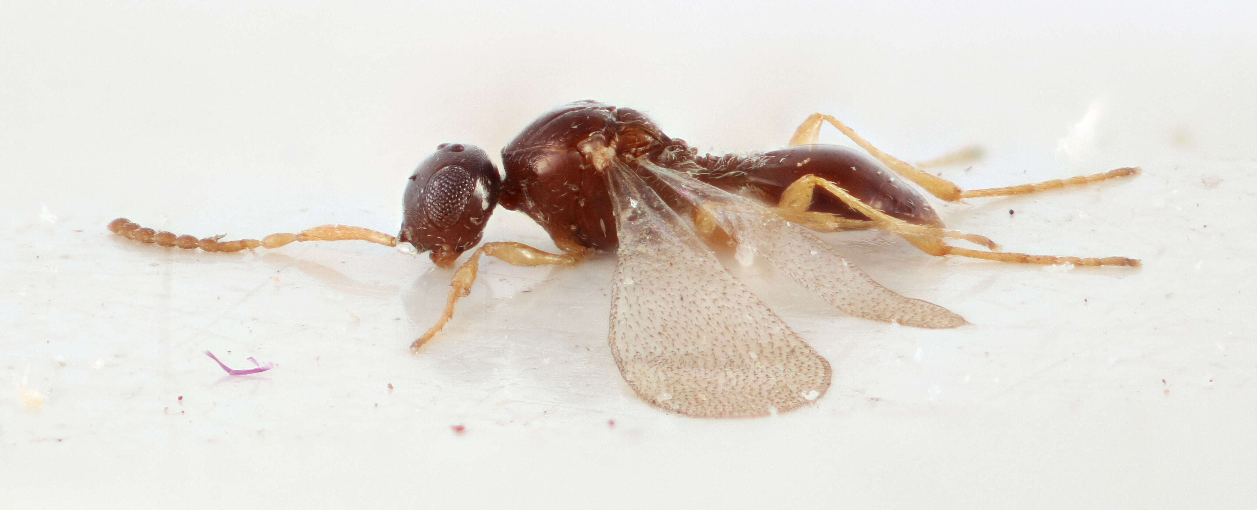 Image de Platygastridae