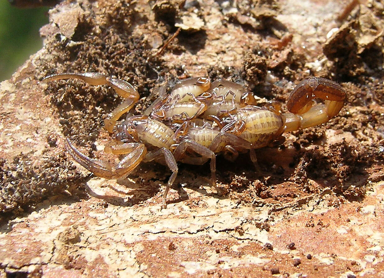 Image of Centruroides hentzi (Banks 1900)