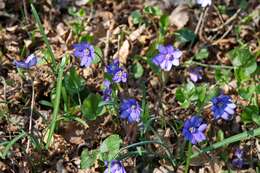 Image of hepatica