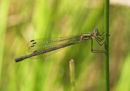 Image of Common Emerald Damselfly