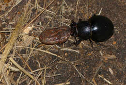 Image of Ocnodes (Ocnodes) scrobicollis Fåhraeus 1870