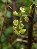 Image of Red Currant