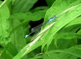 Image of Common Bluetail