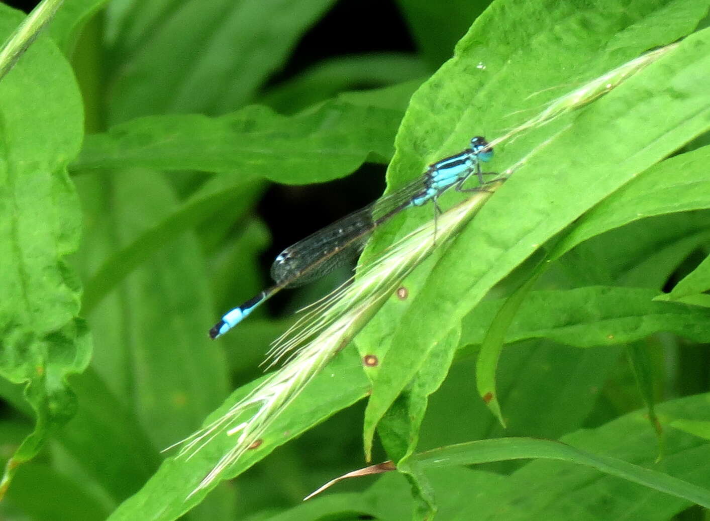 Image of Common Bluetail