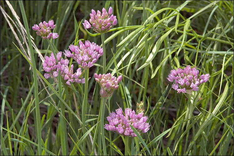 Image of chives