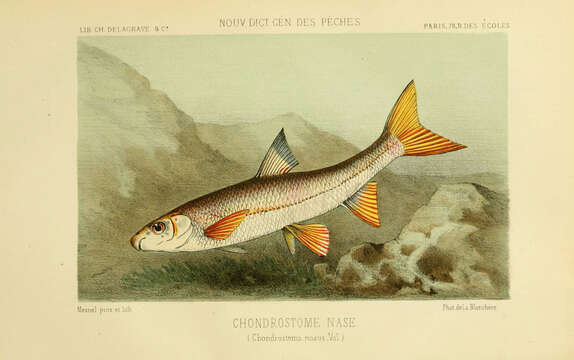 Image of Chondrostoma