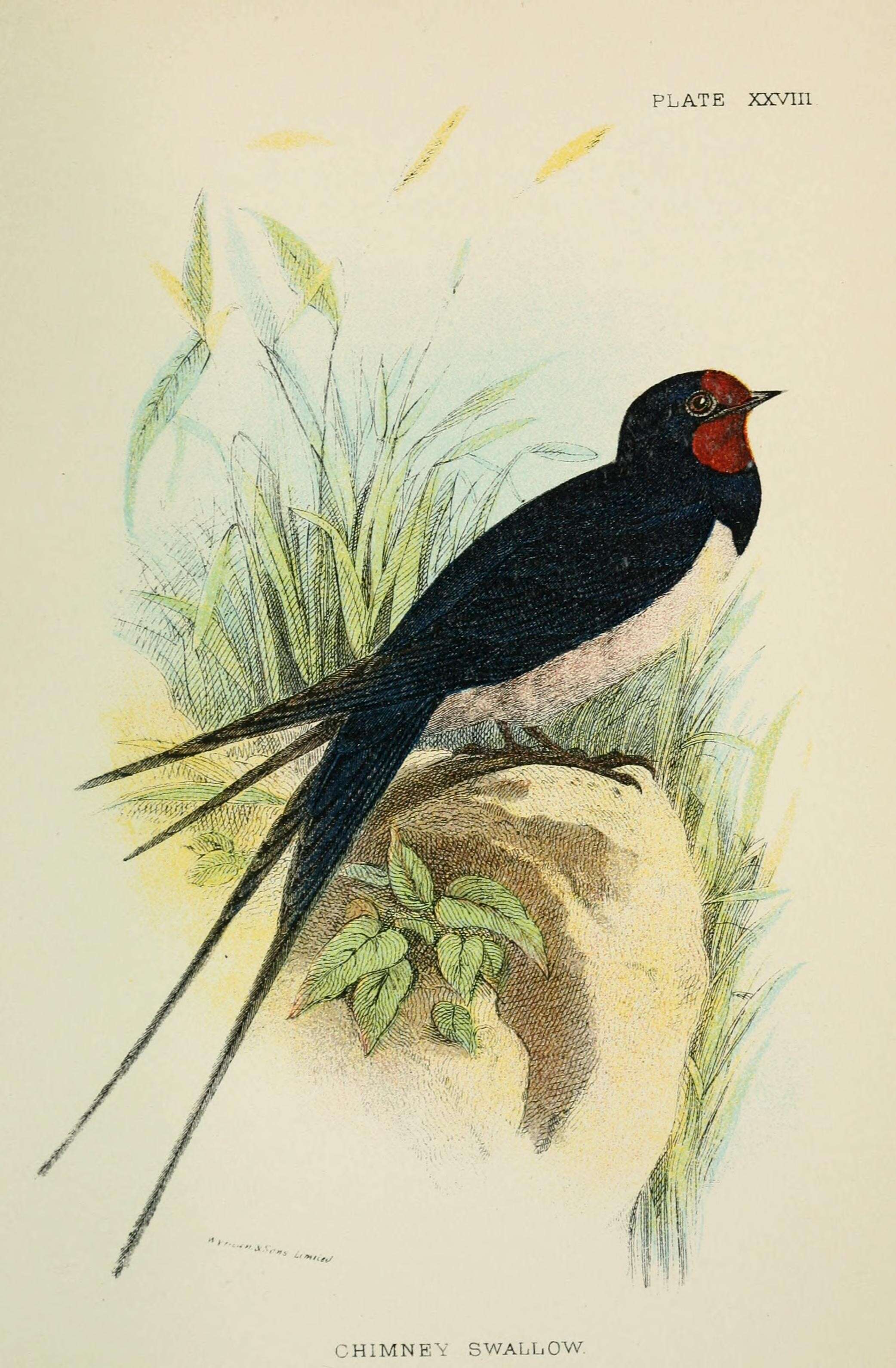 Image of Chaetura Stephens 1826