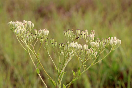 Image of Florida Indian plantain