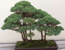 Juniperus chinensis L. resmi