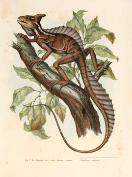 Image of Common Basilisk