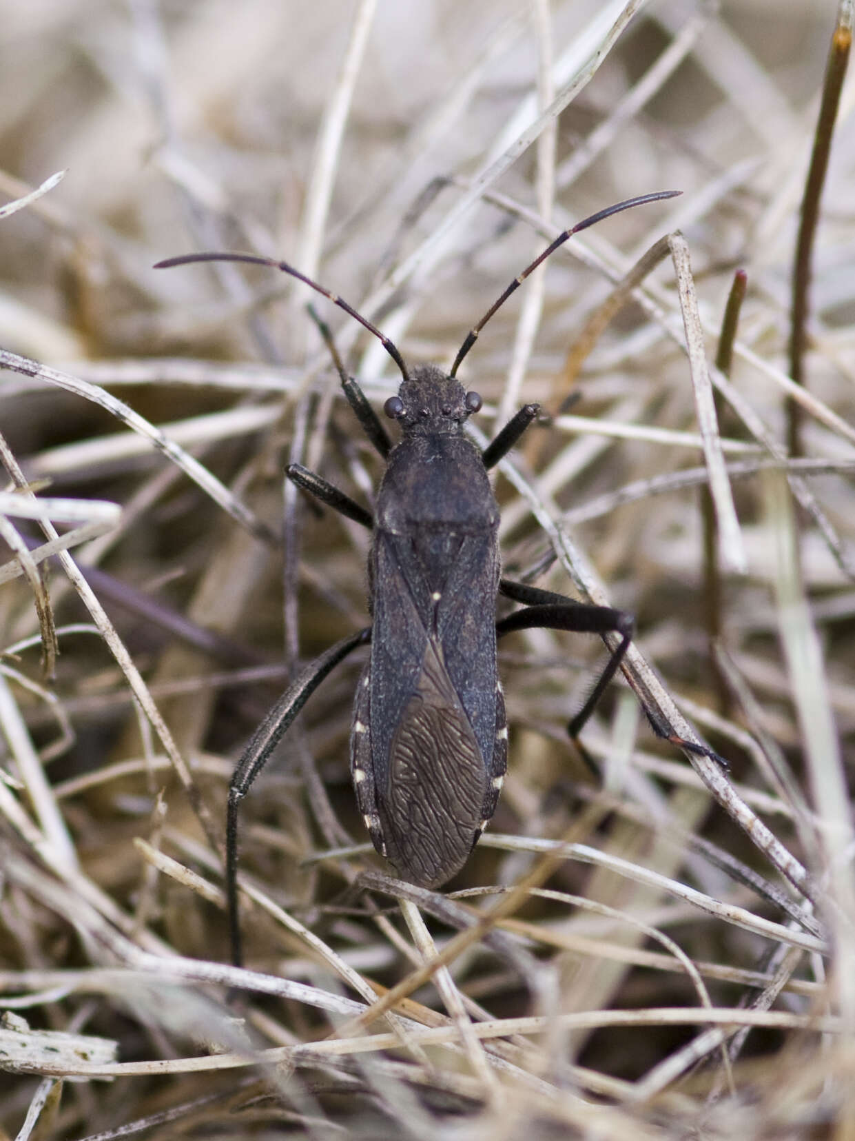 Image of broad-headed bugs