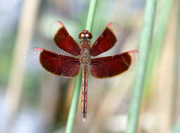 Image of Neurothemis Brauer 1867