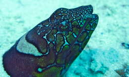 Image of Napoleon snake eel