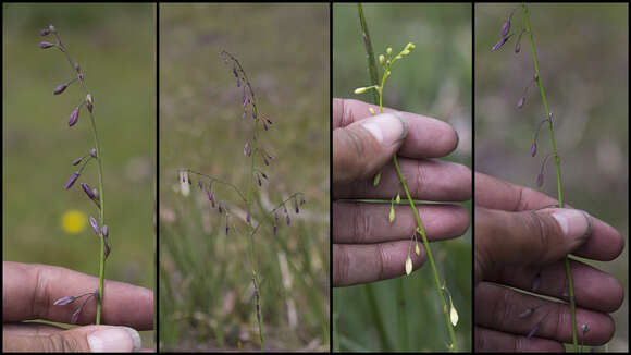 Image of Arthropodium milleflorum (Redouté) J. F. Macbr.